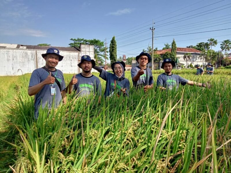 Pertanian Padi BSDP BRI